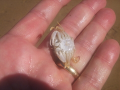 Ovalipes australiensis