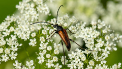 Stenurella melanura