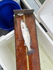 Cynoscion nebulosus