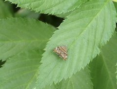 Choreutis periploca