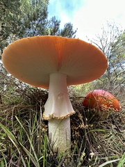 Amanita persicina