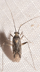 Phytocoris eximius