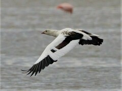 Oressochen melanopterus