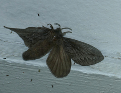 Gloveria arizonensis