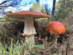 Amanita persicina