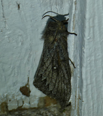 Gloveria arizonensis