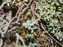 Pimelea notia