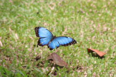 Morpho