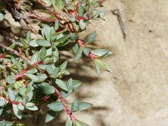 Pimelea notia
