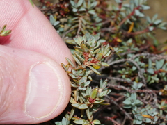 Pimelea notia
