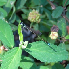 Argentagrion ambiguum