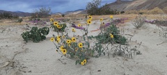 Helianthus petiolaris canescens