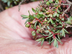 Pimelea notia