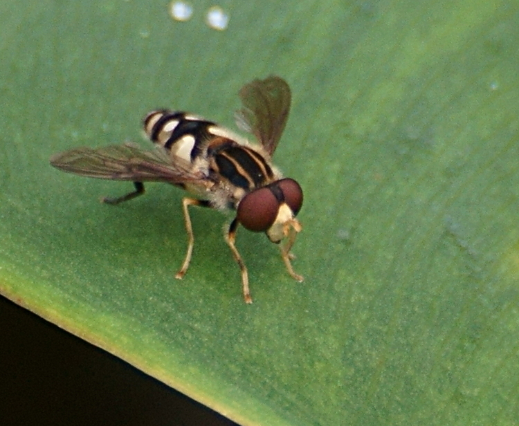 Black-legged Bog Fly