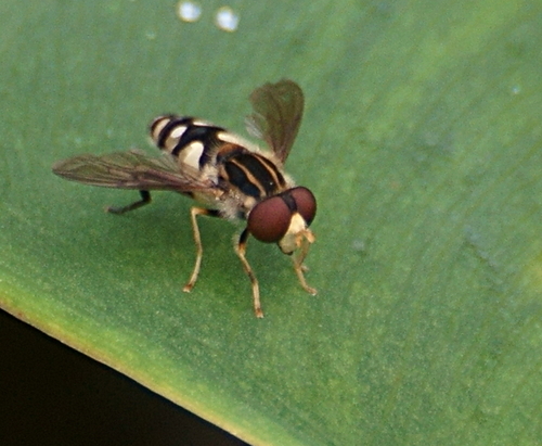 Black-legged Bog Fly