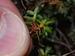 Pimelea notia