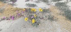 Helianthus petiolaris canescens