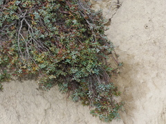 Pimelea notia