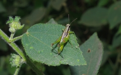 Liebermannacris dorsualis