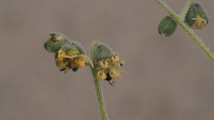 Dicoria canescens