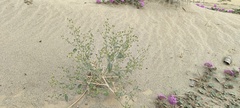 Dicoria canescens