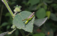 Liebermannacris dorsualis