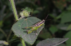 Liebermannacris dorsualis