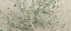 Dicoria canescens