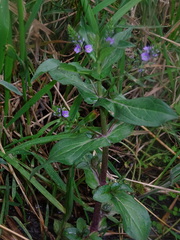 Veronica anagallis-aquatica