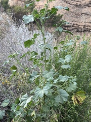 Malva parviflora