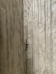 Gonatodes caudiscutatus