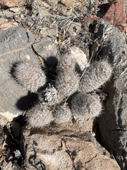 Escobaria tuberculosa