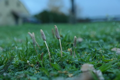 Panaeolus desertorum