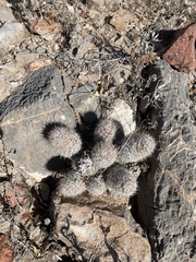 Escobaria tuberculosa