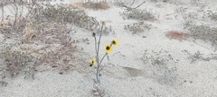 Helianthus petiolaris canescens