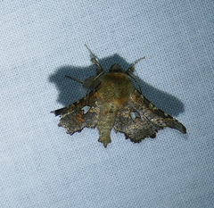 Dysodia granulata