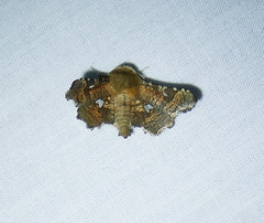 Dysodia granulata