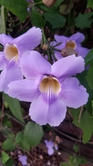Thunbergia grandiflora