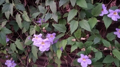 Thunbergia grandiflora