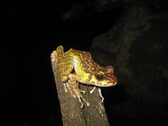 Sumaterana crassiovis