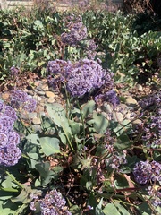 Limonium