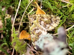 Austrocidaria similata