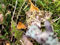 Austrocidaria similata