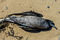 Ardenna tenuirostris