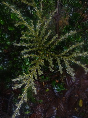 Selaginella
