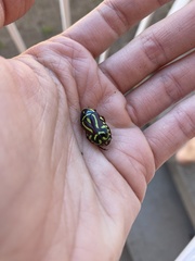 Eupoecila australasiae