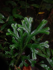 Selaginella