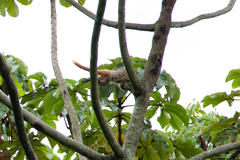Callicebus nigrifrons
