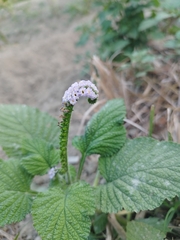 Heliotropium indicum
