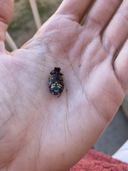 Eupoecila australasiae